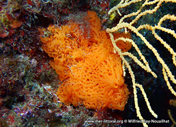 Clathrina rubra