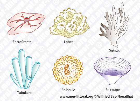 Les formes typiques d'éponges