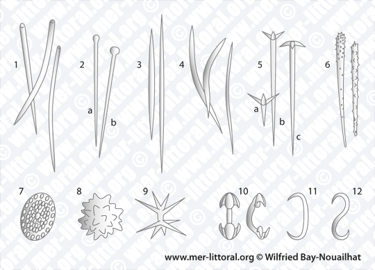 Spicules d'éponges