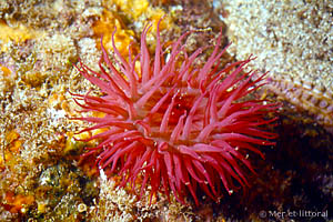 Actinia equina