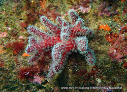 Alcyonium acaule