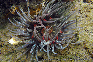 Anthopleura biscayensis