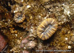 Balanophyllia (Balanophyllia) europaea