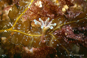 Calvadosia campanulata