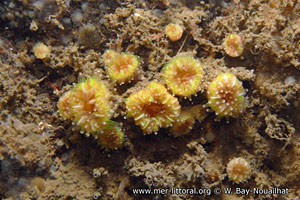 Caryophyllia (Caryophyllia) inornata