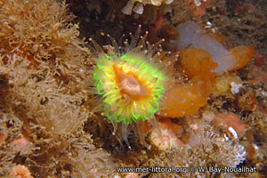 Caryophyllia (Caryophyllia) smithii