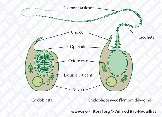 Organisation du cnidoblaste, WBN