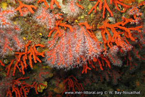 Corallium rubrum