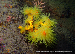 Dendrophyllia cornigera