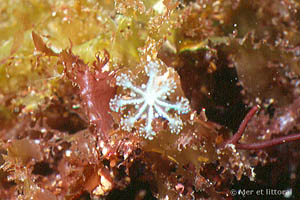 Haliclystus auricula