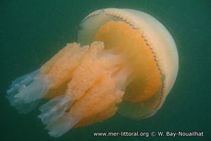 Rhizostoma octopus