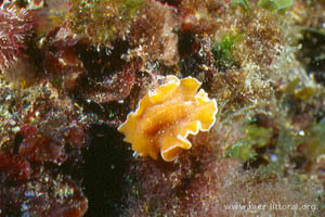 Yungia aurantiaca