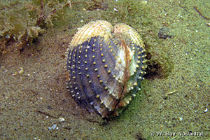 Acanthocardia tuberculata