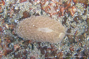 Aeolidia papillosa