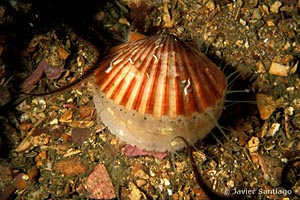 Aequipecten opercularis