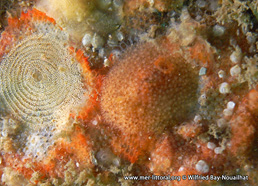 Atalodoris inconspicua