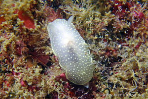 Cadlina laevis