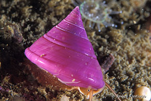 Calliostoma laugieri