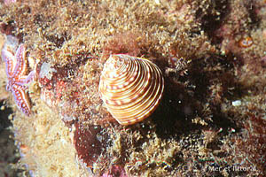 Calliostoma zizyphinum