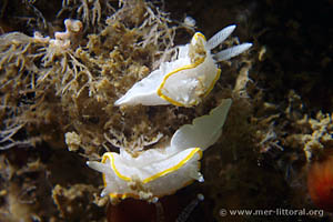 Diaphorodoris alba