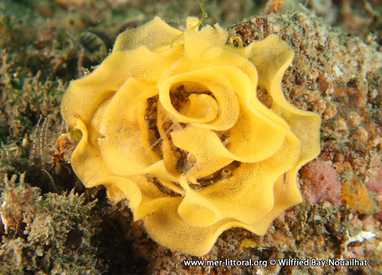 Ponte de Doris pseudoargus, WBN