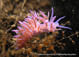 Flabellina affinis