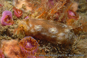 Geitodoris planata