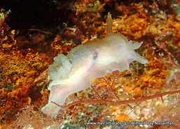 Goniodoris nodosa