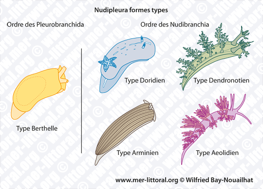 Formes types de Ringipleura, WBN