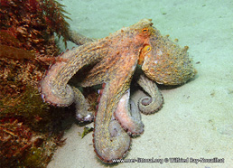 Octopus vulgaris