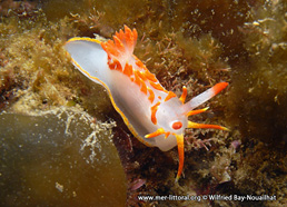 Okenia elegans