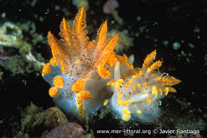 Okenia mediterranea