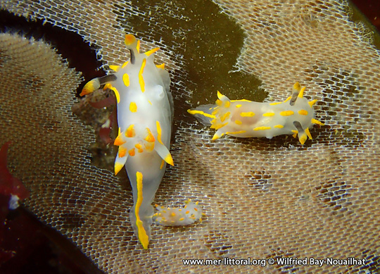 Polycera quadrilineata se nourissant du Bryozoaire Membranipora membranacea, WBN