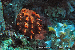 Spondylus gaederopus