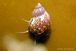 Tricolia pullus