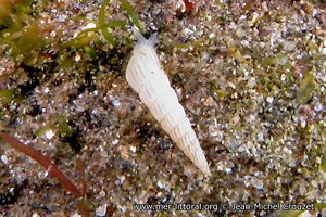 Turbonilla lactea