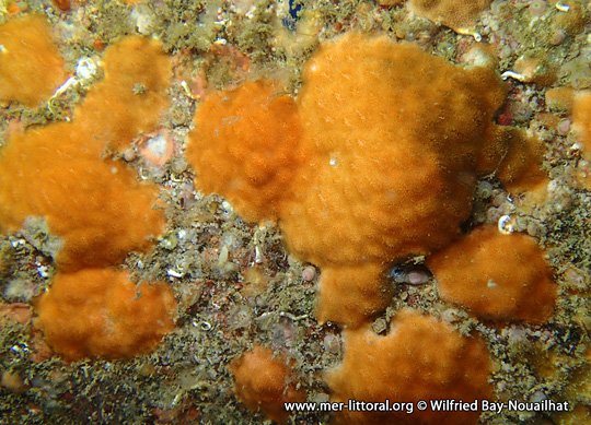 Certains Bryozoaire tel que Cellepora pumicosa ressemblent à de la mousse, WBN