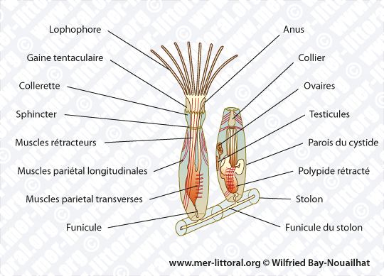 Schéma de zoïdes Cténostomes, lophophore déployé et lophophore rétracté, WBN