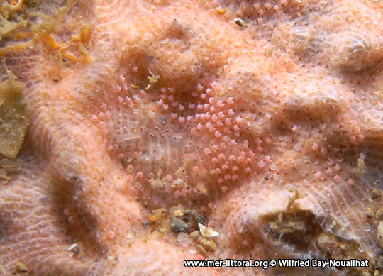 Colonie de Bryozoaires portant de nombreuses ovicelles en forme de casque, WBN