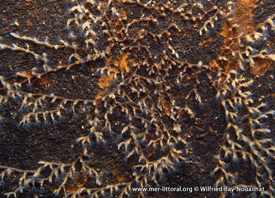 Colonie du Bryozoaire d'eau douce Plumatella repens, carrière de Trélazé, France, 4 mètres, WBN.