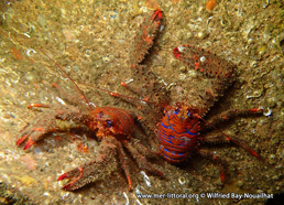 Galathea strigosa