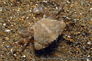 Liocarcinus marmoreus