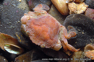 Liocarcinus pusillus