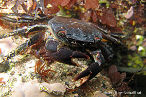 Pachygrapsus marmoratus