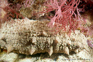 Holothuria (Holothuria) tubulosa