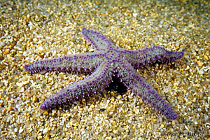 Marthasterias glacialis