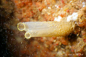 Ciona intestinalis