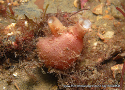 Polycarpa scuba