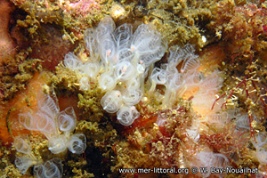 Pycnoclavella atlantica