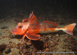 Chelidonichthys cuculus